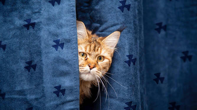 Cat looking through a curtain with Rocketspark logo mark on the curtains