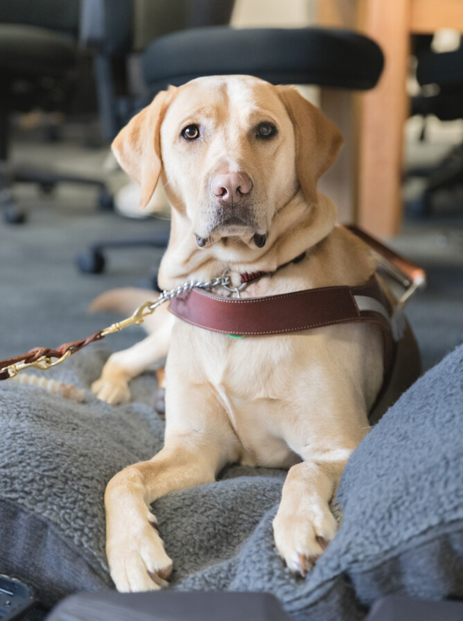 A close up of Lawsons guide dog Aidan